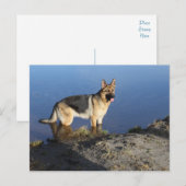 Duitse Herder Puppy Dog Blank Post Kaart (Voorkant / Achterkant)