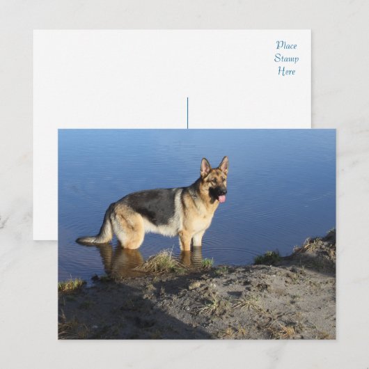 Duitse Herder Puppy Dog Blank Post Kaart (Voorkant / Achterkant)