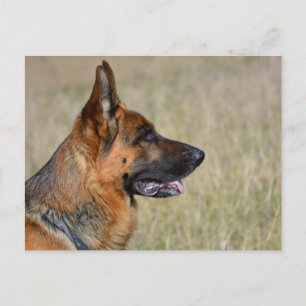 Duitse Herder Puppy Dog Blank Post Kaart