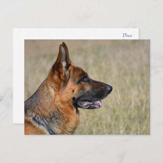 Duitse Herder Puppy Dog Blank Post Kaart (Voorkant / Achterkant)