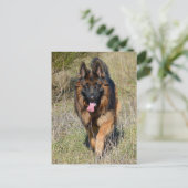 Duitse Herder Puppy Dog Blank Post Kaart (Staand voorkant)