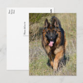 Duitse Herder Puppy Dog Blank Post Kaart (Voorkant / Achterkant)