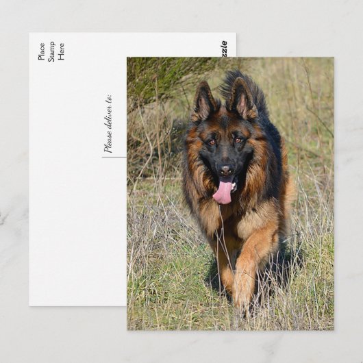 Duitse Herder Puppy Dog Blank Post Kaart (Voorkant / Achterkant)
