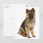 Duitse Herder Puppy Dog Blank Post Kaart (Voorkant / Achterkant)