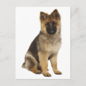 Duitse Herder Puppy Dog Blank Post Kaart (Voorkant)