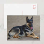 Duitse Herder Puppy Dog Blank Post Kaart (Voorkant / Achterkant)