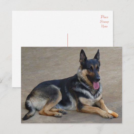 Duitse Herder Puppy Dog Blank Post Kaart (Voorkant / Achterkant)