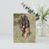 Duitse Herder Puppy Dog Blank Post Kaart (Staand voorkant)