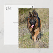 Duitse Herder Puppy Dog Blank Post Kaart (Voorkant / Achterkant)