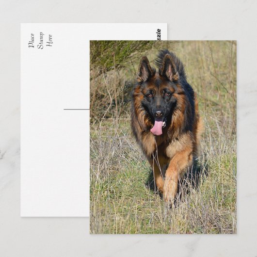 Duitse Herder Puppy Dog Blank Post Kaart (Voorkant / Achterkant)