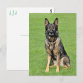 Duitse Herder Puppy Dog Blank Post Kaart (Voorkant / Achterkant)