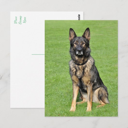 Duitse Herder Puppy Dog Blank Post Kaart (Voorkant / Achterkant)