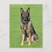 Duitse Herder Puppy Dog Blank Post Kaart (Voorkant)