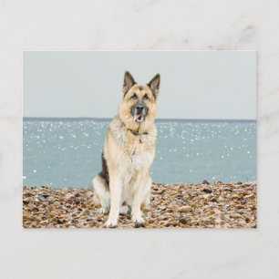 Duitse Herder Puppy Dog Blank Post Kaart