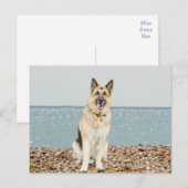 Duitse Herder Puppy Dog Blank Post Kaart (Voorkant / Achterkant)