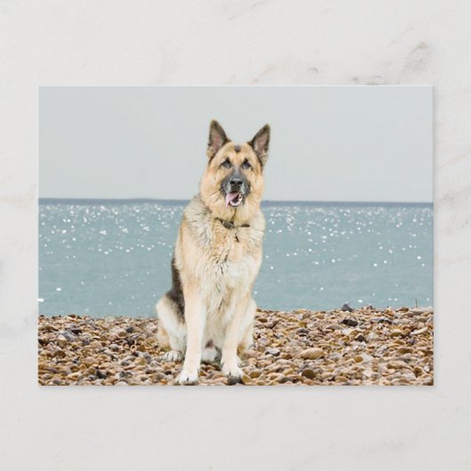 Duitse Herder Puppy Dog Blank Post Kaart (Voorkant)