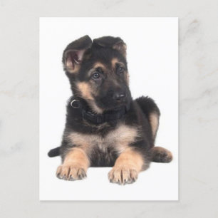 Duitse Herder Puppy Dog Blank Post Kaart