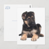 Duitse Herder Puppy Dog Blank Post Kaart (Voorkant / Achterkant)