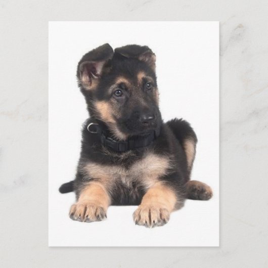 Duitse Herder Puppy Dog Blank Post Kaart (Voorkant)