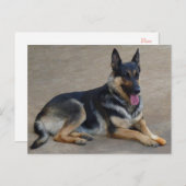 Duitse Herder Puppy Dog Blank Post Kaart (Voorkant / Achterkant)