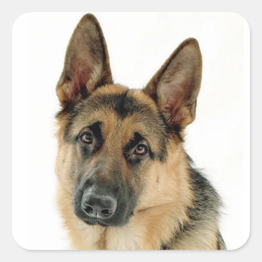 Duitse Herder Puppy Dog Stickers / labels (Voorkant)