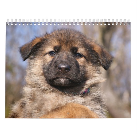 Duitse Herder Puppykalender 2016 Kalender (Hoes)