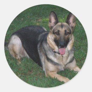 Duitse herder ronde sticker
