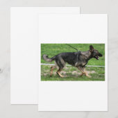 Duitse herder sabel wandelen kaart (Voorkant / Achterkant)