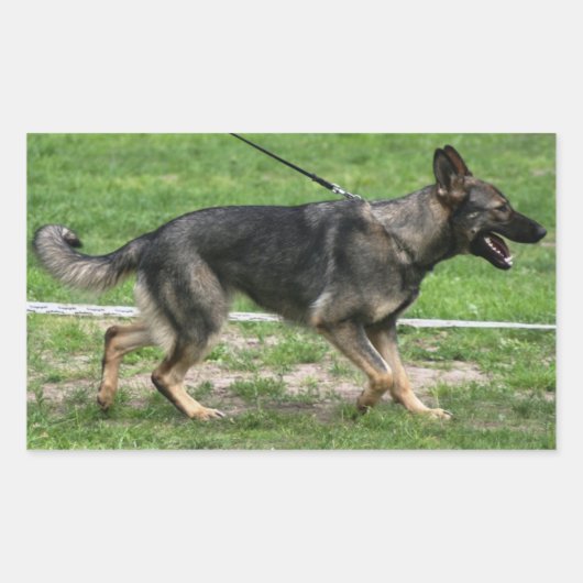 Duitse herder sable lopen Sticker (Voorkant)