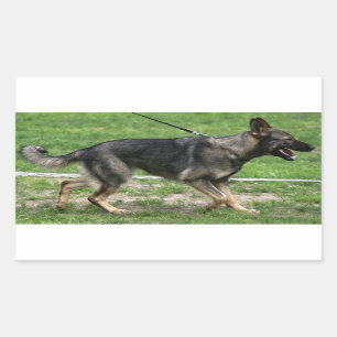 Duitse herder sable lopen Sticker