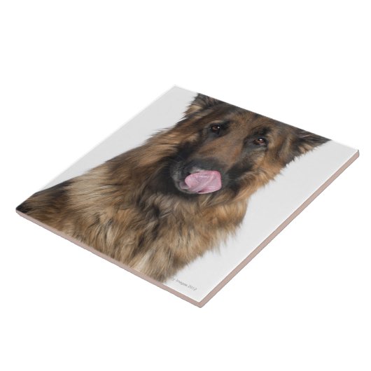 Duitse herder tegeltje (Zijkant)