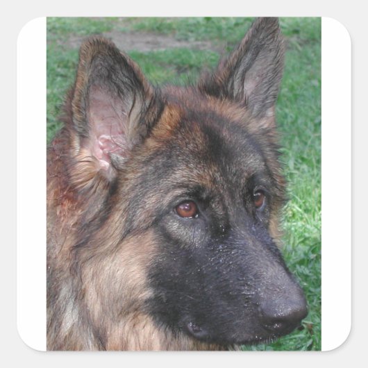 duitse herder vierkante sticker (Voorkant)