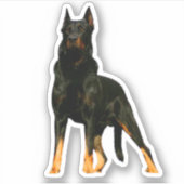 Duitse herder, zwart sticker (Voorkant)