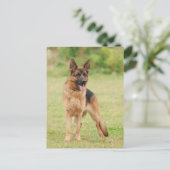 Duitse herderhond briefkaart (Staand voorkant)