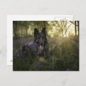 Duitse herderhond op sprintime briefkaart (Voorkant / Achterkant)