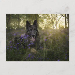 Duitse herderhond op sprintime briefkaart