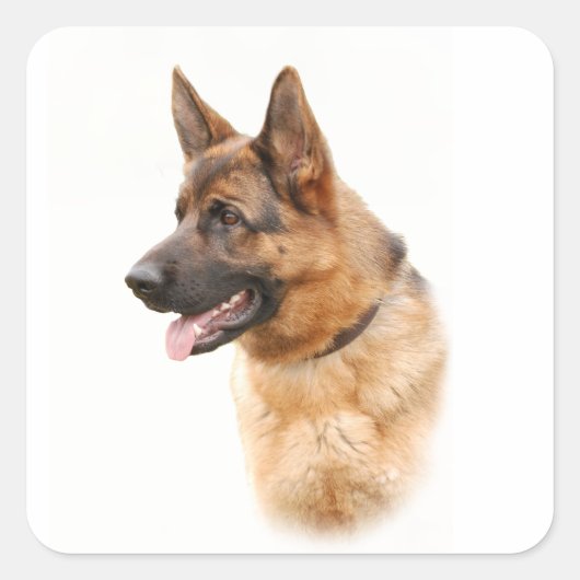 Duitse herderhond vierkante sticker (Voorkant)