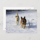 Duitse herders die in de sneeuw lopen briefkaart (Voorkant / Achterkant)