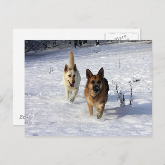 Duitse herders die in de sneeuw lopen briefkaart (Voorkant / Achterkant)