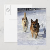 Duitse herders die in de sneeuw lopen briefkaart (Voorkant / Achterkant)