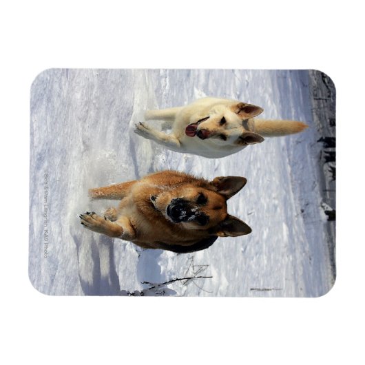 Duitse herders die in de sneeuw lopen magneet (Horizontaal)