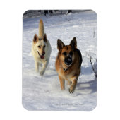 Duitse herders die in de sneeuw lopen magneet (Verticaal)