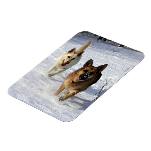 Duitse herders die in de sneeuw lopen magneet (Linkerzijde)