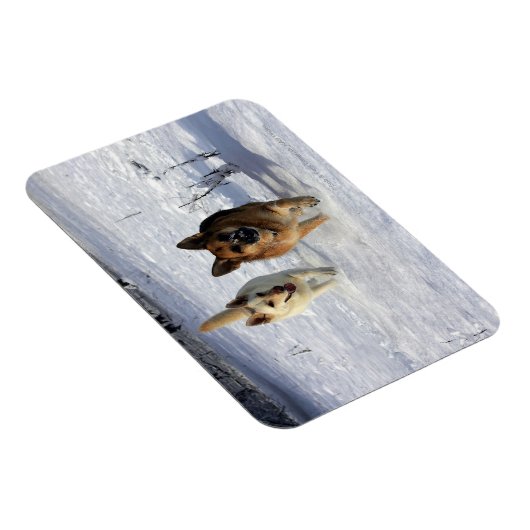 Duitse herders die in de sneeuw lopen magneet (Rechterzijde)