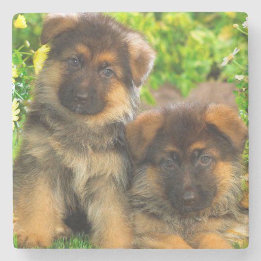Duitse herders stenen onderzetter (Voorkant)
