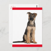 Duitse herderschapspuppy dog blanco postkaart (Voorkant / Achterkant)