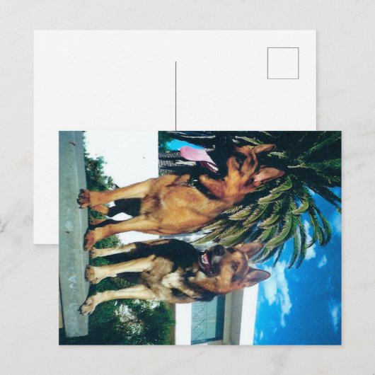 Duitse herdersgroep briefkaart (Voorkant / Achterkant)