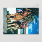 Duitse herdersgroep briefkaart (Voorkant)