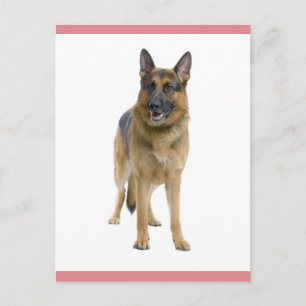 Duitse Herdershond Puppie Hond Lege Postkaart