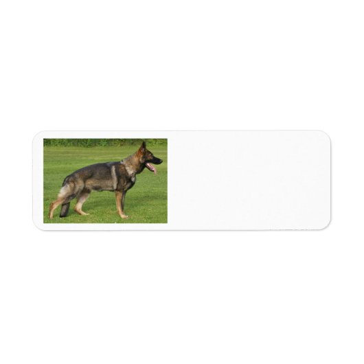 Duitse Herdershond Sable Vol Etiket (Voorkant)